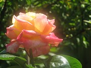 Glowing Rose Photograph by Tammie Miller