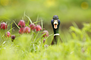Go Home Duck You're Drunk Photograph by Roeselien Raimond