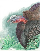 Gobbler Drawing by Kenneth Stock