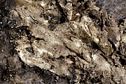 Gold In Its Host Rock Photograph by Science Photo Library