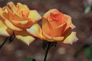 Gold Medal Rose Photograph by Terri Mills
