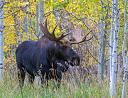 Gold Season  Photograph by Kevin Dietrich