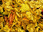 Golden Colors of Fall Photograph by Bill Barber