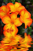 Golden Dreams Photograph by Kaye Menner