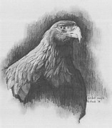 Golden Eagle Drawing by Kenneth Stock