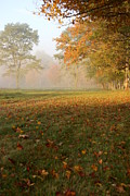 Golden Fall Photograph by Kerri Mortenson