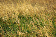 Golden Grain of Summer Photograph by Mary Lee Dereske