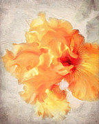 Golden Iris 2 Photograph by Jai Johnson