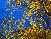 Golden Leaves Photograph by Penny Lisowski Golden Leaves Photograph by Penny Lisowski