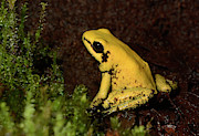 Golden Poison Arrow Frog Photograph by Science Photo Library