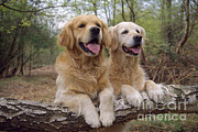 Golden Retriever Dogs Photograph by John Daniels