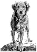 Golden Drawing by Rob Christensen