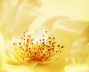 Golden Showers Rose Photograph by Deborah Smith