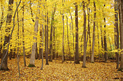Golden Woods Photograph by Aimee L Maher ALM GALLERY