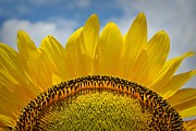 Good Morning Sunshine Photograph by Skip Hunt