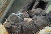 Gorilla and Baby Photograph by Jackson Pearson