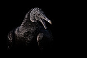 Gossip Photograph by Ghostwinds Photography