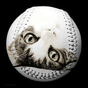Grand Kitty Cuteness Baseball Square B W Photograph by Andee Design