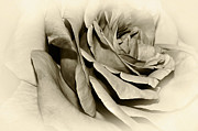 Grandma's Rose Photograph by Kaye Menner