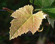 Grape Leaf in Focus Photograph by Greni Graph Grape Leaf in Focus Photograph by Greni Graph