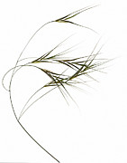 Grass Photograph by Science Photo Library