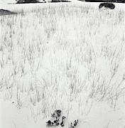 Grass In Sand Photograph by Horst P. Horst