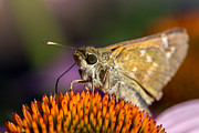 Grass Skipper feeding Photograph by Bernd Laeschke