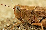 Grasshopper Photograph by Science Photo Library