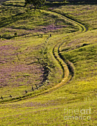 Grassy Road Photograph by J. Christopher Briscoe