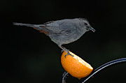 Gray Catbird Photograph by John W. Bova