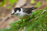 Gray Jay on Fir Tree Photograph by Jeff Goulden