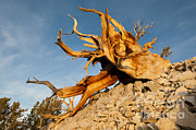 Great Basin Bristlecone Pine Photograph by John Shaw