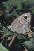 Great Basin Wood Nymph Photograph by Robert J. Erwin