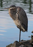 Great Blue Heron at Deep Water Lagoon Photograph by Robert Banach