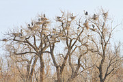 Great Blue Heron Colony Photograph by James BO Insogna
