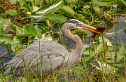 Great Blue Heron Photograph by Doug McPherson