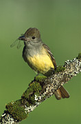 Great Crested Flycatcher With Insect Photograph by Tom Vezo Great Crested Flycatcher With Insect Photograph by Tom Vezo