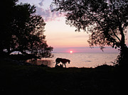 Great Dane Sunset Photograph by Aimee L Maher ALM GALLERY