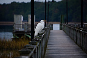 Great Egret Photograph by Dale Powell Great Egret Photograph by Dale Powell