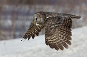 Great Grey Owl in Flight Photograph by Jakub Sisak