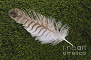 Great Horned Owl Feather Photograph by Larry West Great Horned Owl Feather Photograph by Larry West