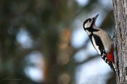 Great Spotted Woodpecker Photograph by Torbjorn Swenelius Great Spotted Woodpecker Photograph by Torbjorn Swenelius