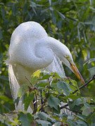 Great White Egret  Photograph by Kathy Baccari