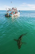 Great White Shark And Boat Photograph by Science Photo Library
