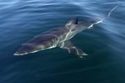 Great White Shark Photograph by Science Photo Library