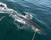 Great White Shark Research Photograph by Science Photo Library