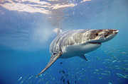 Great White Shark Photograph by Science Photo Library