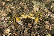 Green Crab Photograph by Andrew J. Martinez