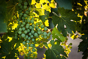 Green Grapes Photograph by Ana V Ramirez