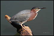 Green Heron At GRP Photograph by Tom Janca